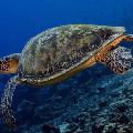 Green Turtle (Soup Turtle)