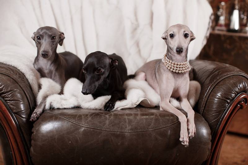 Luxury Greyhounds