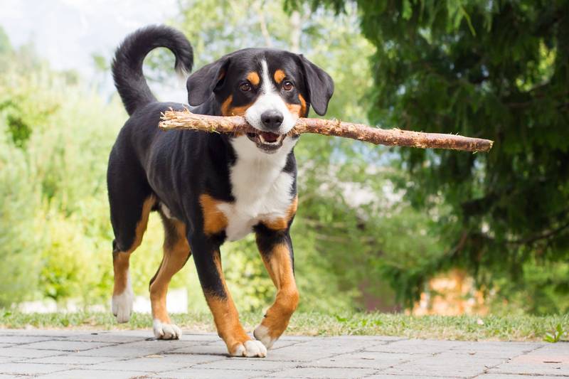Greater Swiss Mountain Dog with a stick