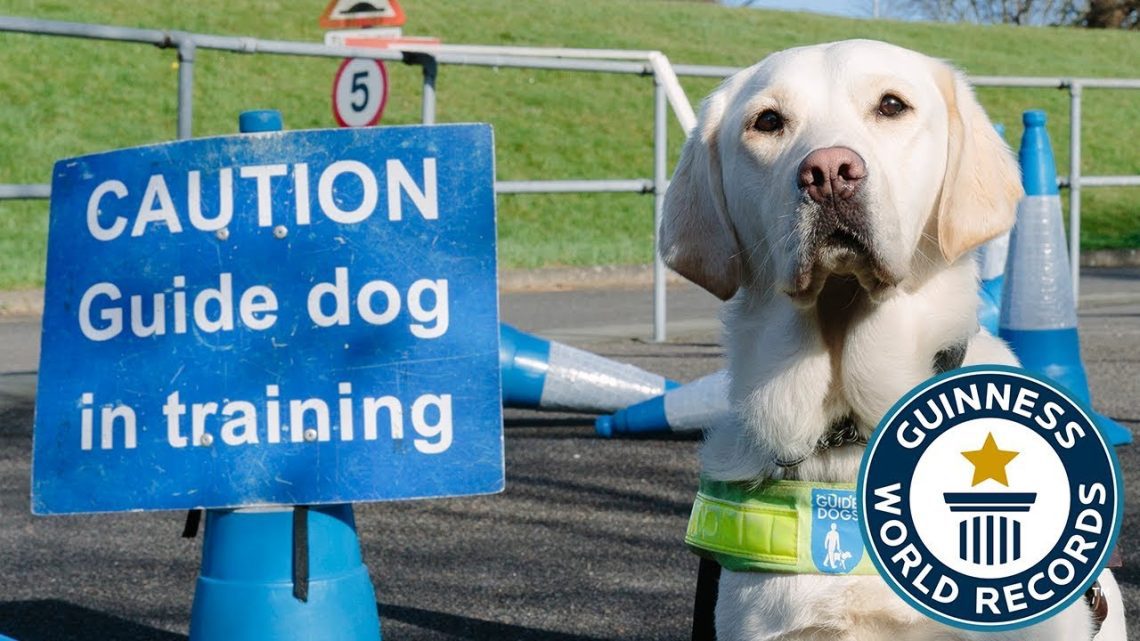 Guidance in dog training