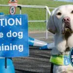 Guidance in dog training