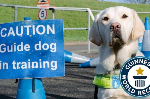 Guidance in dog training