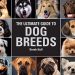 The most popular dog breeds