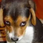 Guilt in a dog