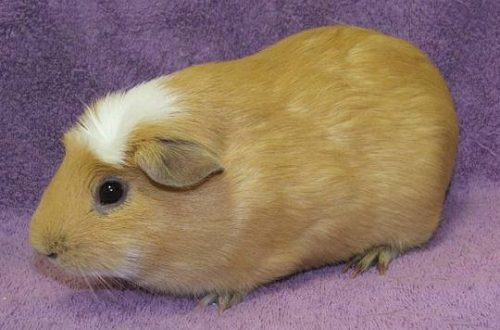 Guinea pig American Crested