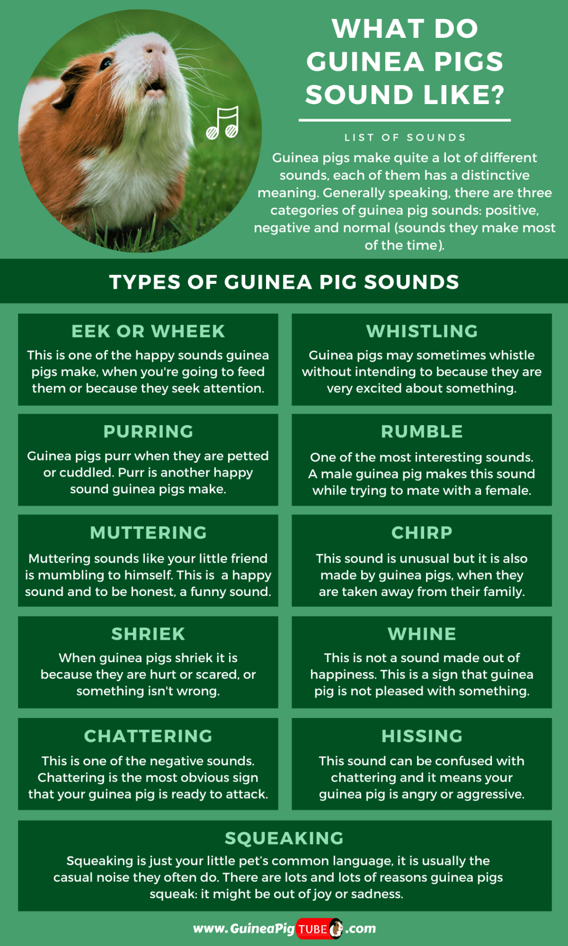 Guinea pig behavior