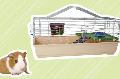 Guinea pig cage: expert opinion