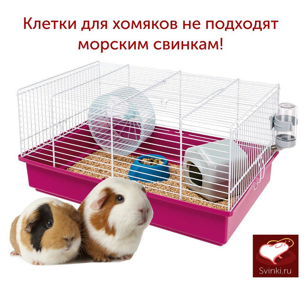 Guinea Pig Cage: Full Review