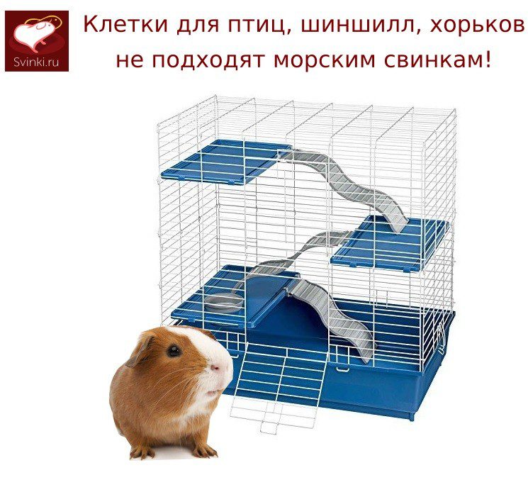 Guinea Pig Cage: Full Review