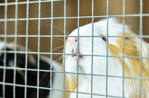 Guinea pig chewing on a cage