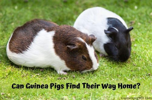 Guinea pig lost