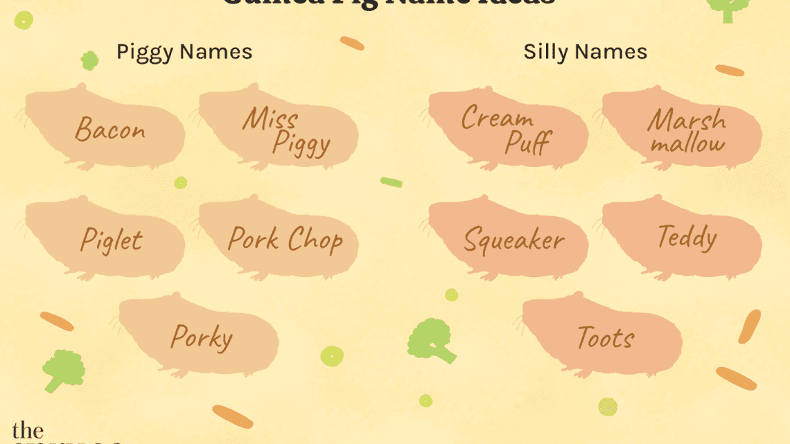 Guinea pig names