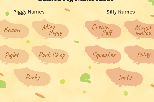 Guinea pig names