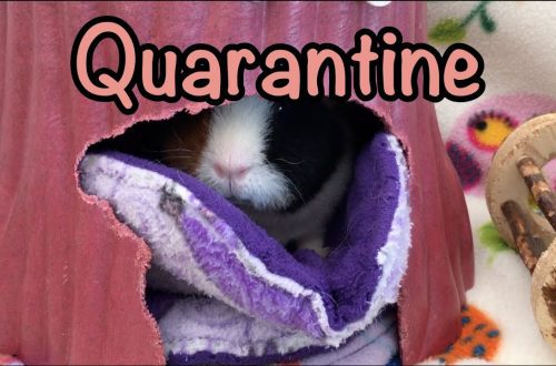 Guinea pig quarantine