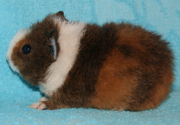 Guinea pig Somalia