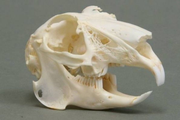 Guinea pig teeth