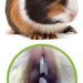 eye disease in guinea pigs
