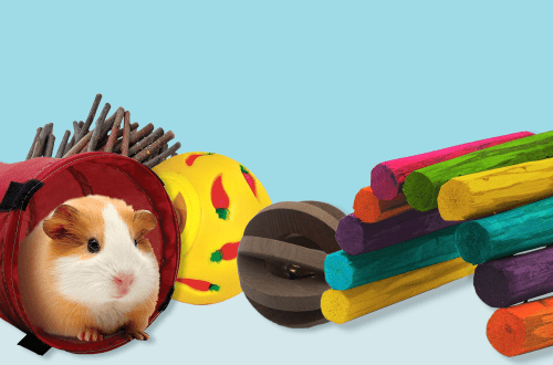Guinea pig toys