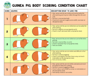 Guinea pig weight