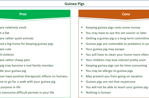 Guinea pigs at home: all the pros and cons