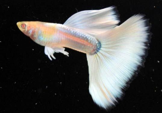 guppy albino