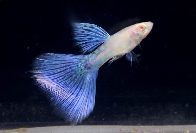 guppy albino