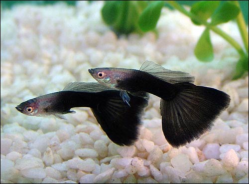 Guppy Black Prince