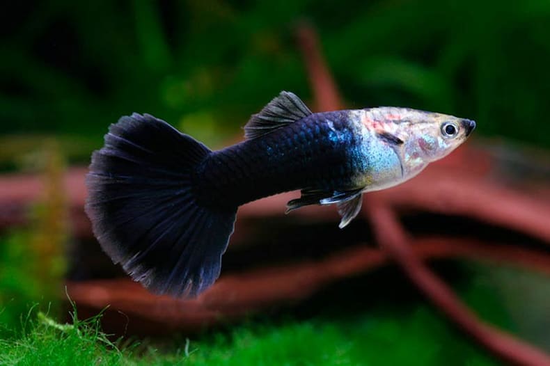 Guppy Tuxedo