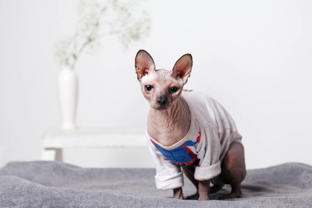 Hairless cats: breeds and features