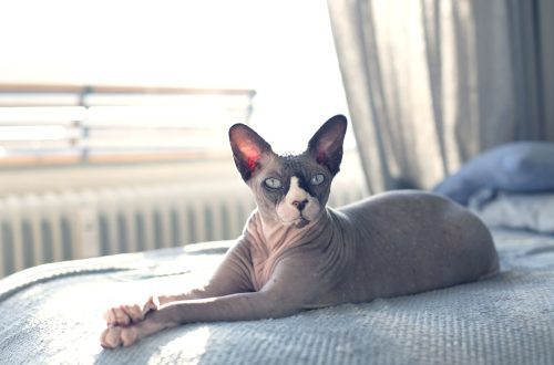 Hairless cats: breeds and features