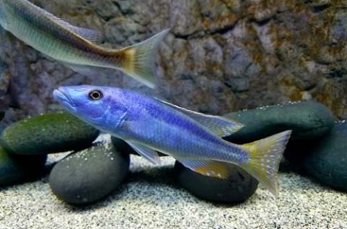 Hampsochromis