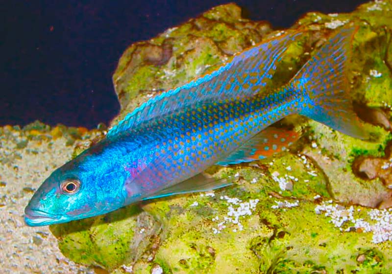 Hampsochromis