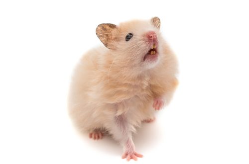 Hamster Care: Healthy Teeth