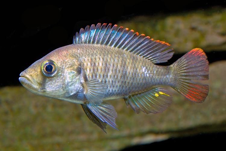 Haplochromis Nyereri