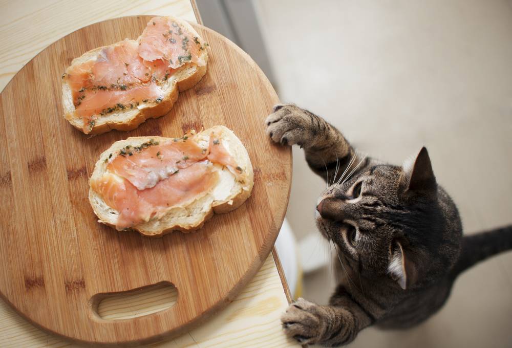 Harmful foods for cats