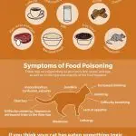 Harmful foods for cats