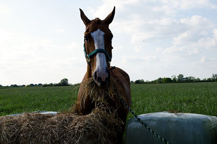 Haylage