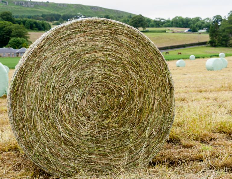 Haylage