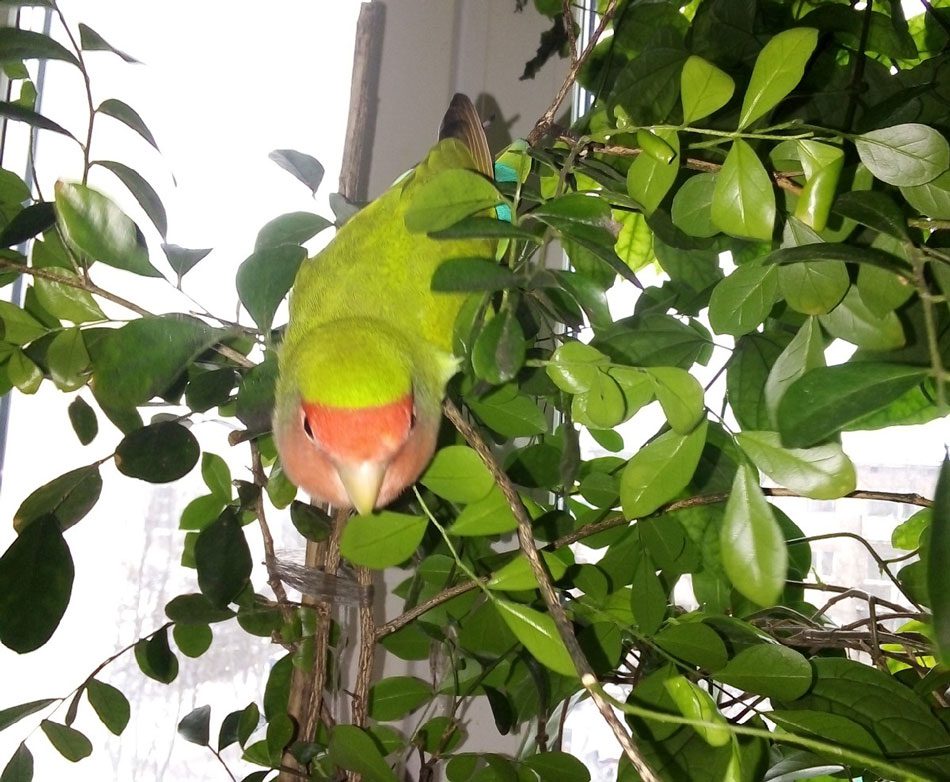 He flew away, but promised to return. The story of the return of the parrot Pashka 