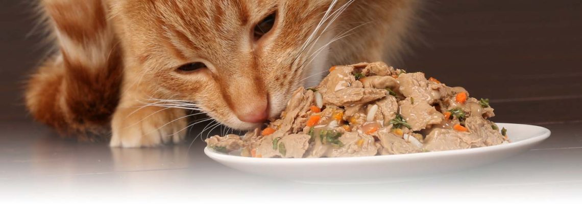 Healthy eating: combination of dry and wet food