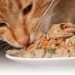 How to feed a pregnant cat?