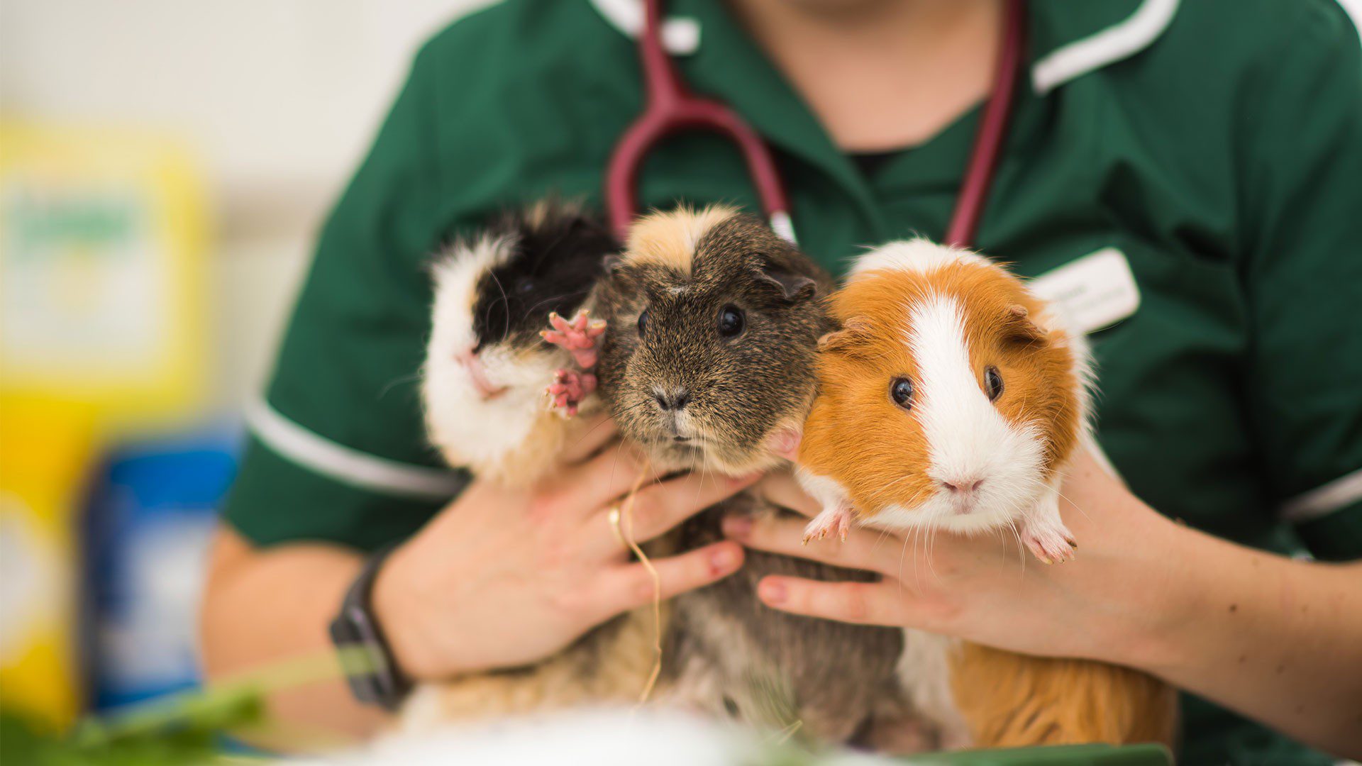 Heart disease in guinea pigs