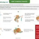 Heat – dog first aid instructions