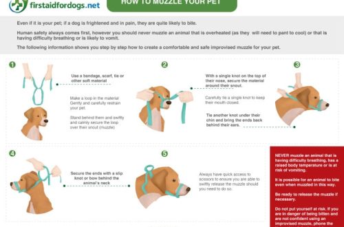Heat &#8211; dog first aid instructions