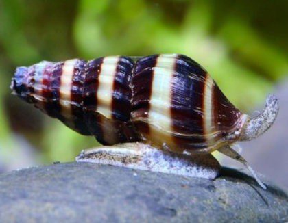 Helena snail: maintenance, breeding, description, photo, compatibility.