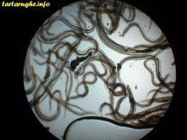 Helminthiases: roundworms, oxyurides and other worms