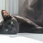 hepatitis in cats
