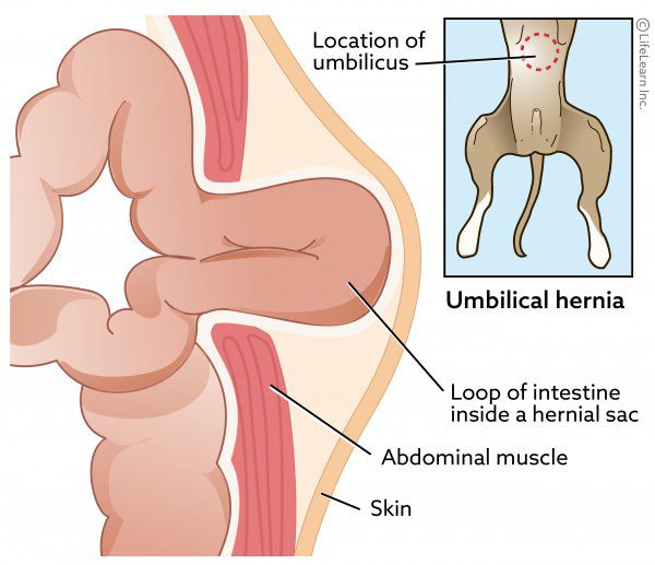 Hernias in dogs