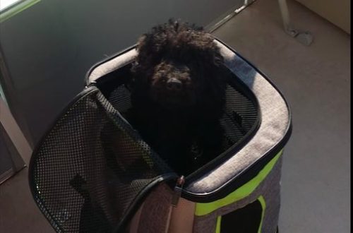 Hiking backpack for a dog: how to choose?