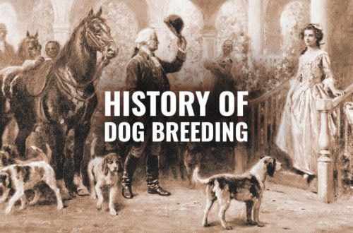 History of hunting dog breeding